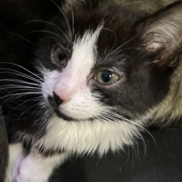 Photo of Pixel 