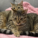Photo of Lou Lou & Lemon ^Dandy Cat Rescue^
