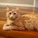 Photo of Mali **2nd Chance Cat Rescue