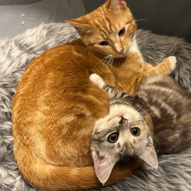 Photo of Charizard (Chari) **2nd Chance Cat Rescue**