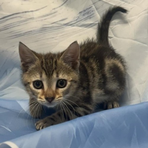 Peanut - Located in Ashburton