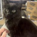 Photo of Velvet