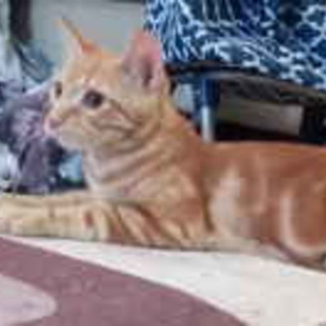 Photo of Ginger Beer