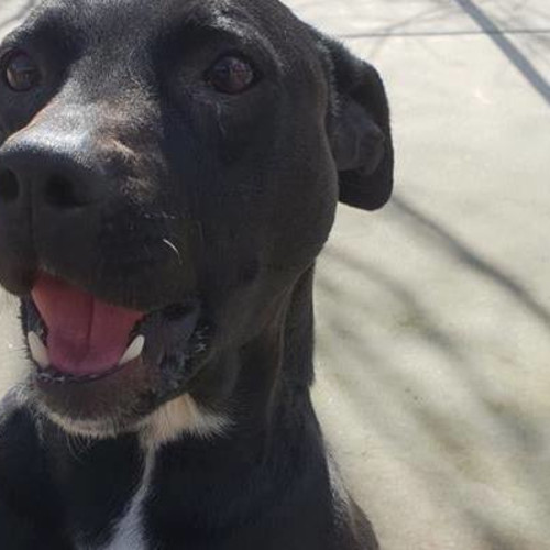 Izzy (on adoption trial)