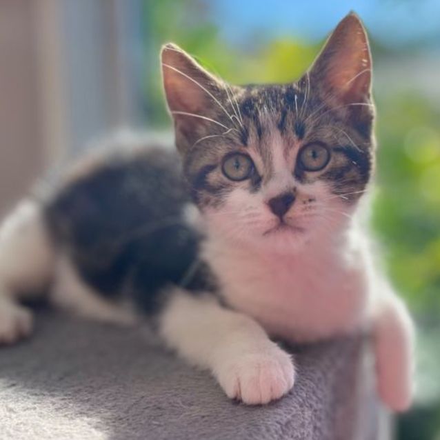 Photo of 🍪 Biscuit 🍪