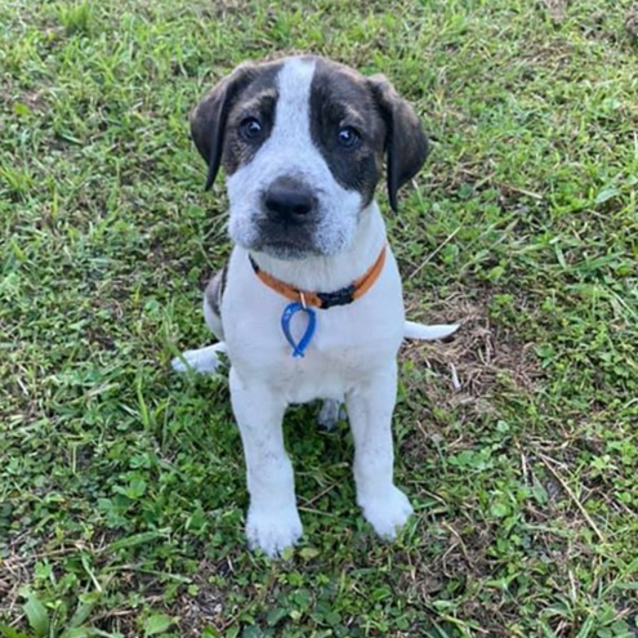 Mack Large Male Bull Arab x Australian Cattle Dog Dog in QLD