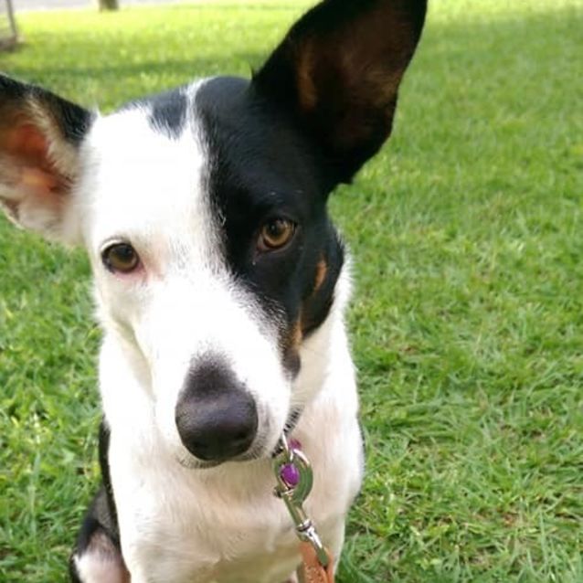 Photo of Sadie