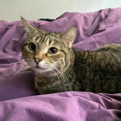 No photo for Rocket Raccoon