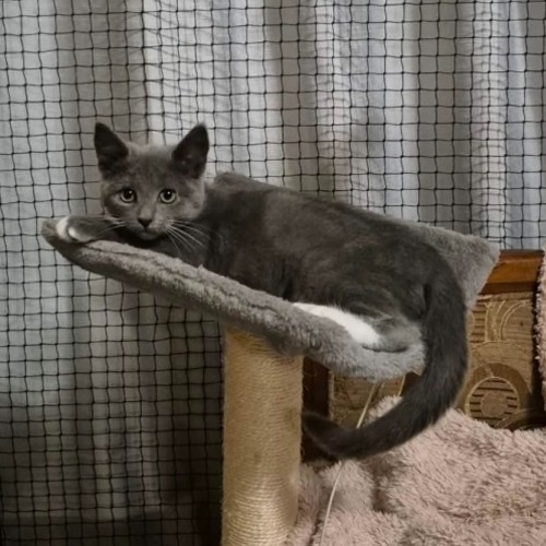 Carlotta ** 2nd Chance Cat Rescue**
