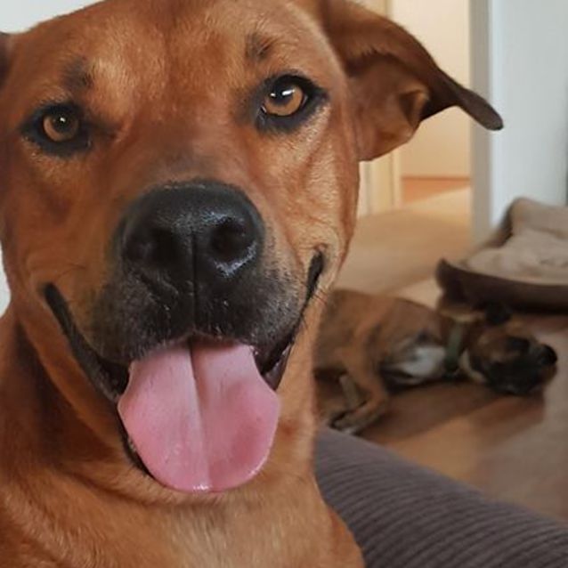 Photo of Gizmo (On Adoption Trial)