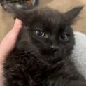 Photo of Velvet