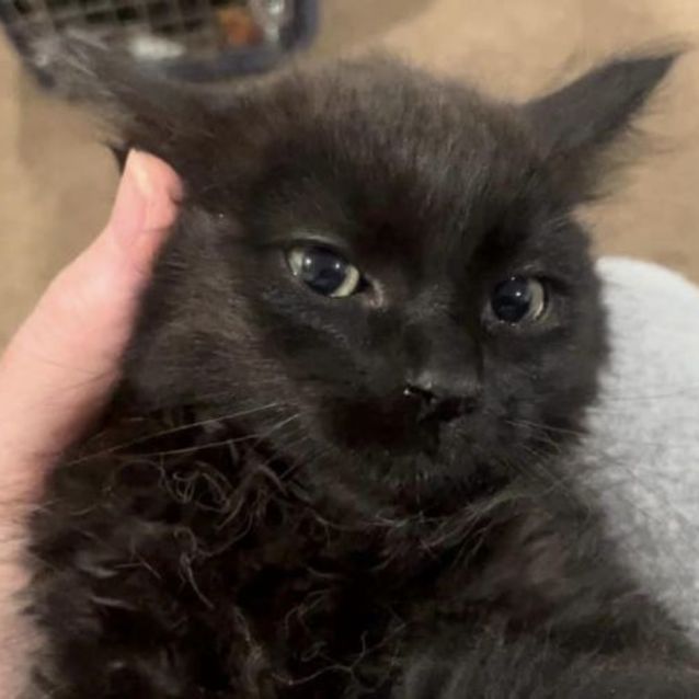Photo of Velvet