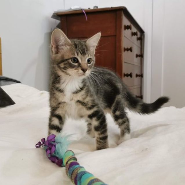 Photo of Artemis & Apollo 