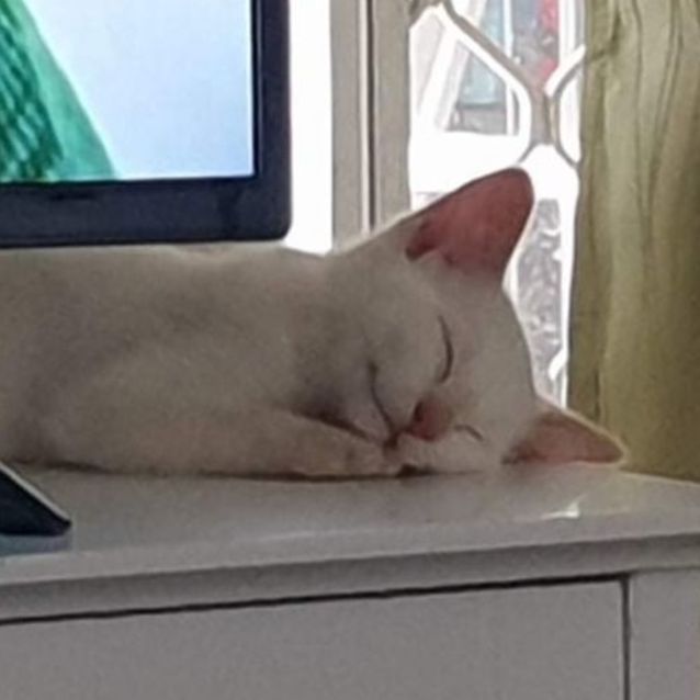 Photo of Smudge