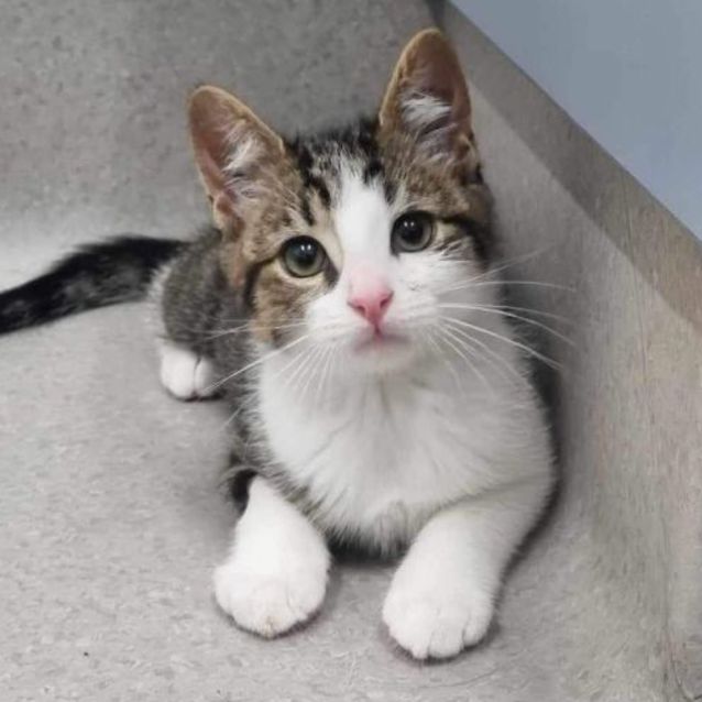 Photo of Kahuna   Located In Kew