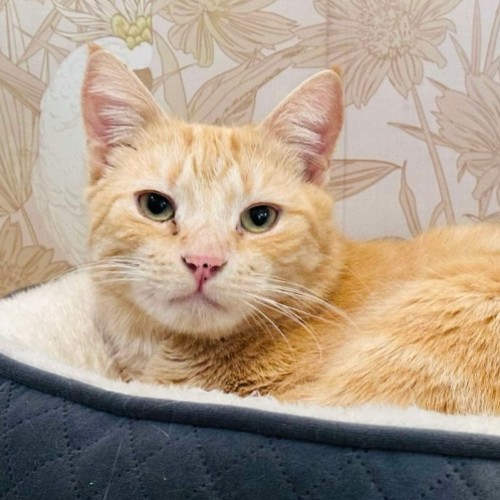 Rufus - Located in Preston