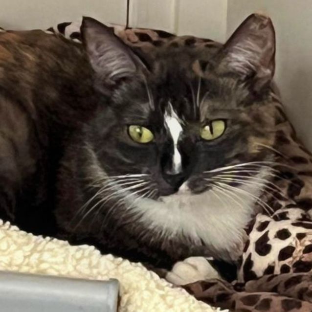 Photo of Juele ^^Dandy Cat Rescue^^