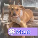 Photo of Mae