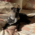 Photo of Dinkles