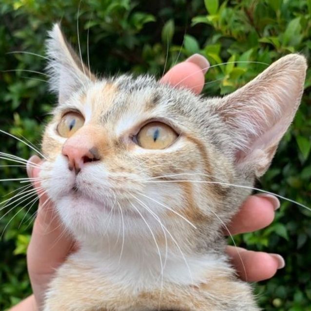 Photo of Lilly