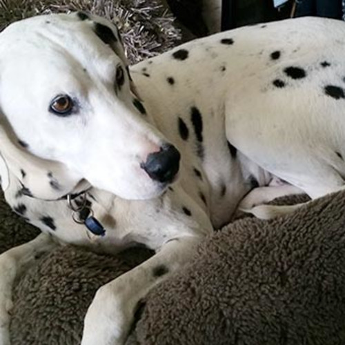 Domino Johannsen is checking out his new home!