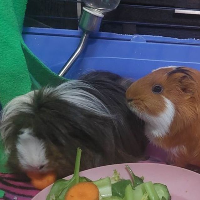 Photo of Charlotte & Webster (Located In Mount Evelyn)