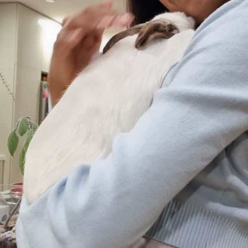 Lulu