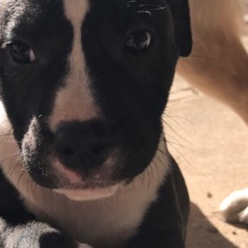 Ivan, Grandpa & Mia-Boy