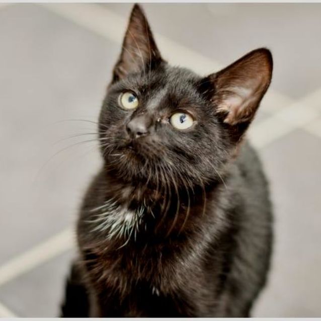 Photo of Bombay ***2nd Chance Cat Rescue***