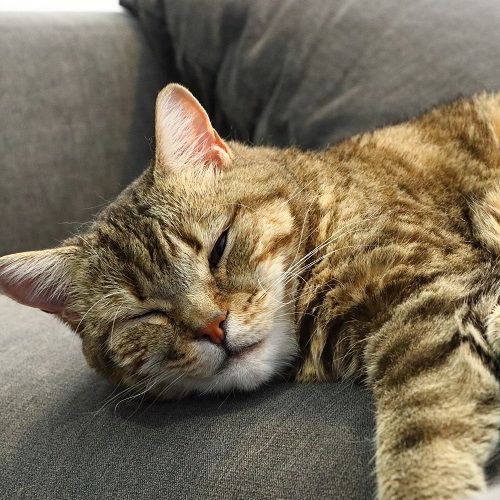 Arya