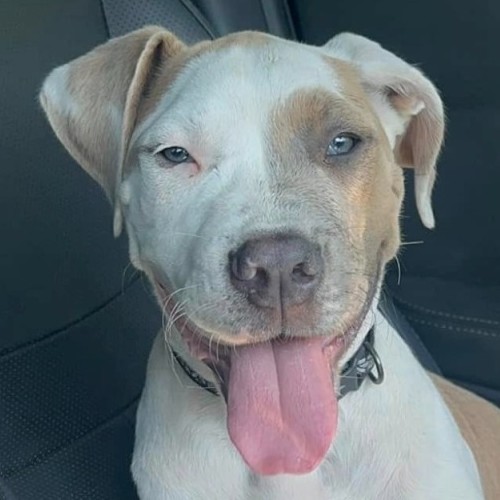 Sage