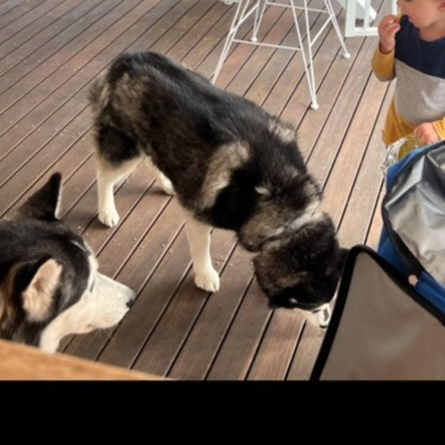 Photo of Hunter And Nala ❤️