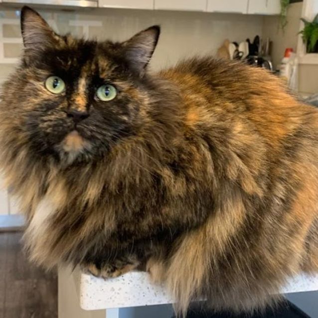Photo of Millie