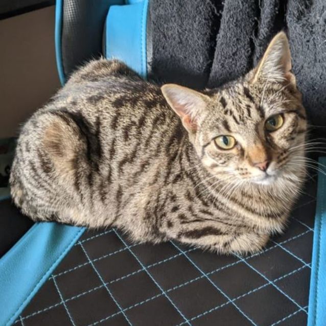 Photo of Peanut