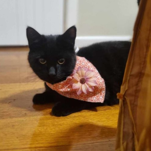 Photo of Viola (Located In Boronia)