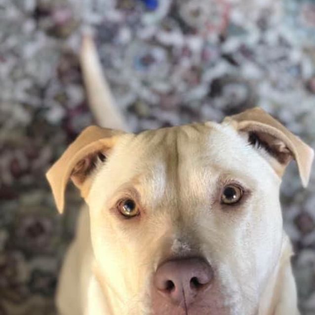 Photo of Bootiful Beau