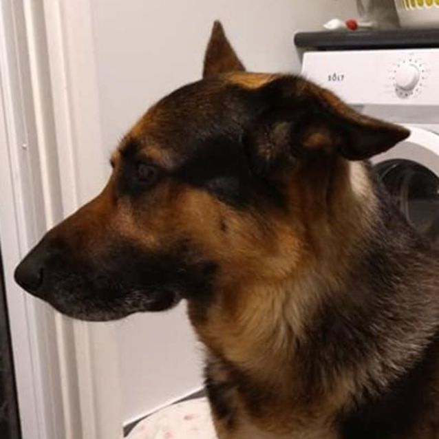 Photo of Atilla Dl2713