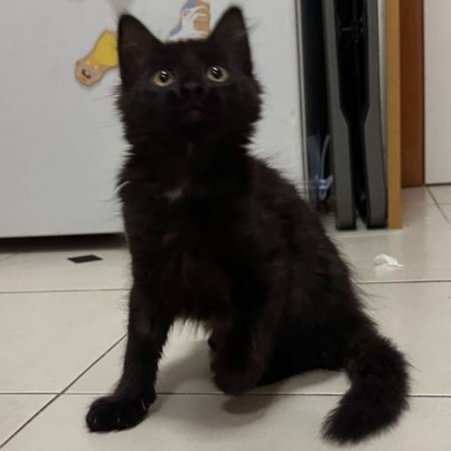 Photo of Jiggly Puff **2nd Chance Cat Rescue**