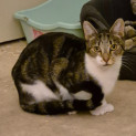 Photo of Hackett ** 2nd Chance Cat Rescue**