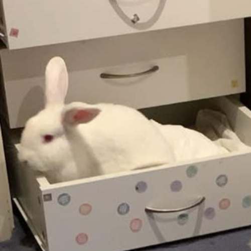 No photo for Violet (Bonded With Vivi)