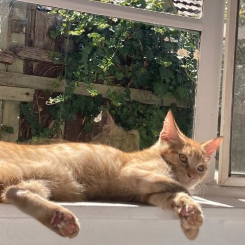 Simba