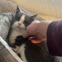 Photo of Estaban **2nd Chance Cat Rescue**