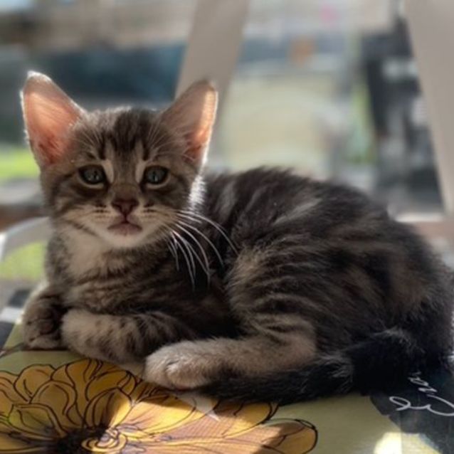 Photo of Bao   Located In Northcote