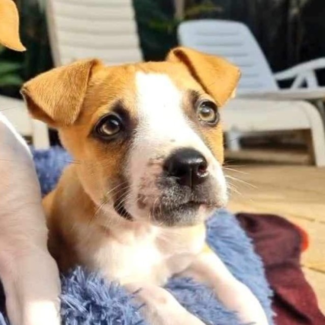 Photo of Roger 🐕🧡