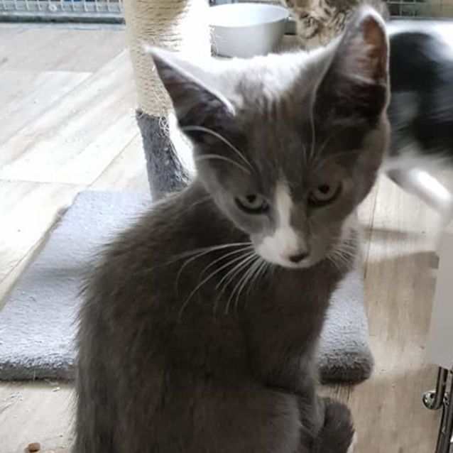 Photo of Rudolph **2nd Chance Cat Rescue**