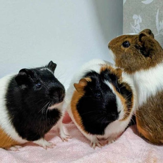 Photo of Fabulous Four (Located In St Kilda)