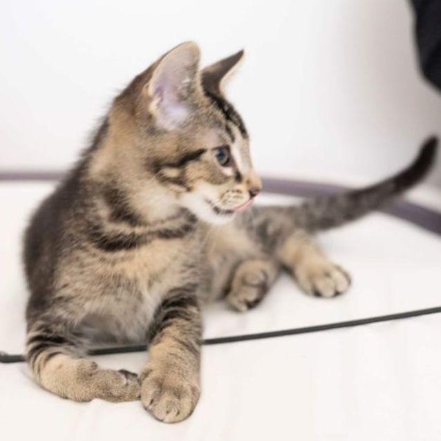 Photo of 🧡 Dozer 🧡