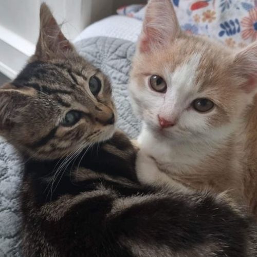 Bella Boo & Fred Flintstone