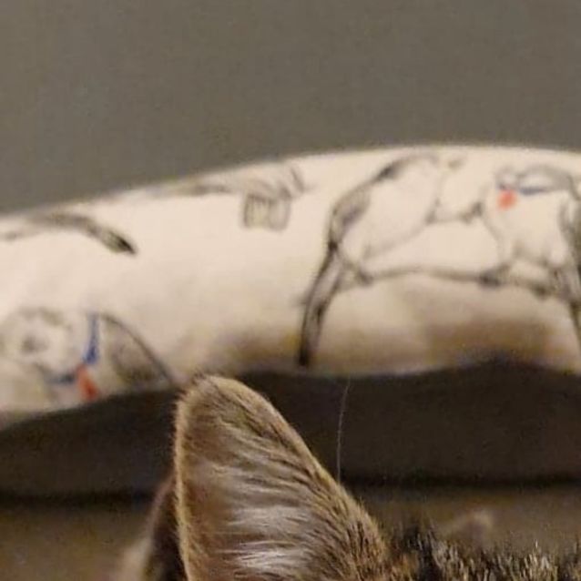 Photo of Chonk