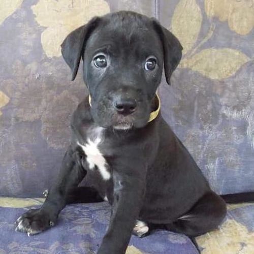 Darwin
